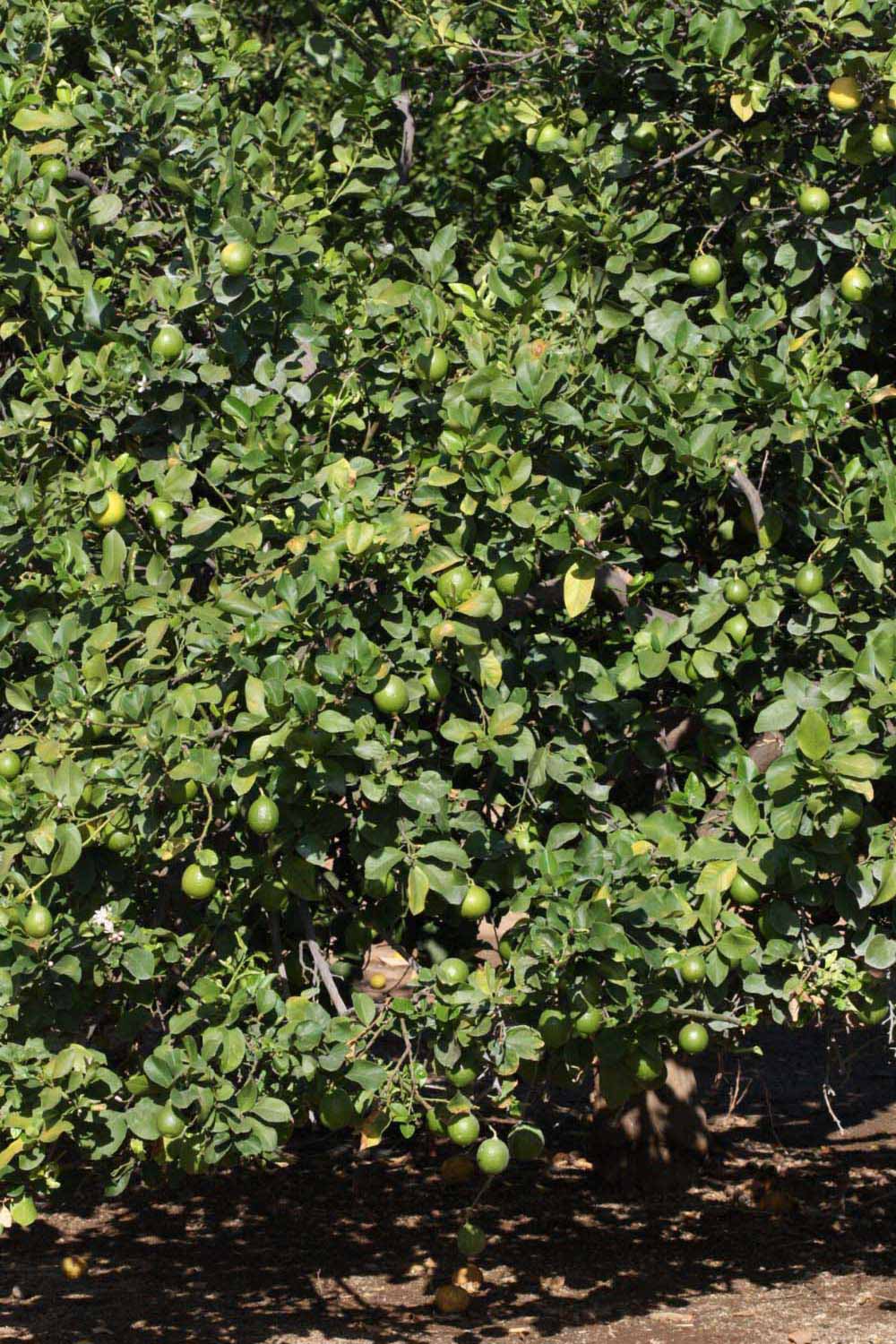            Habit (Riverside, CA)   